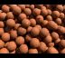 Boilies Salmon Spice 20mm / 2,5kg