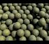Boilies Night Mussel NEW 24mm / 5kg