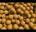 Boilies Squid&Scopex 20mm / 5kg