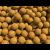 Boilies Squid&Scopex