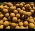 Monster Nut & Scopex Stimul Boilies 5kg 24mm / 5kg