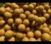 Monster Nut & Scopex Stimul Boilies 5kg 24mm / 5kg