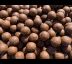 Ocean Krill & Mussel Stimul Boilies 5kg 20mm / 5kg